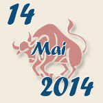 Stier, 14. Mai 2014.  